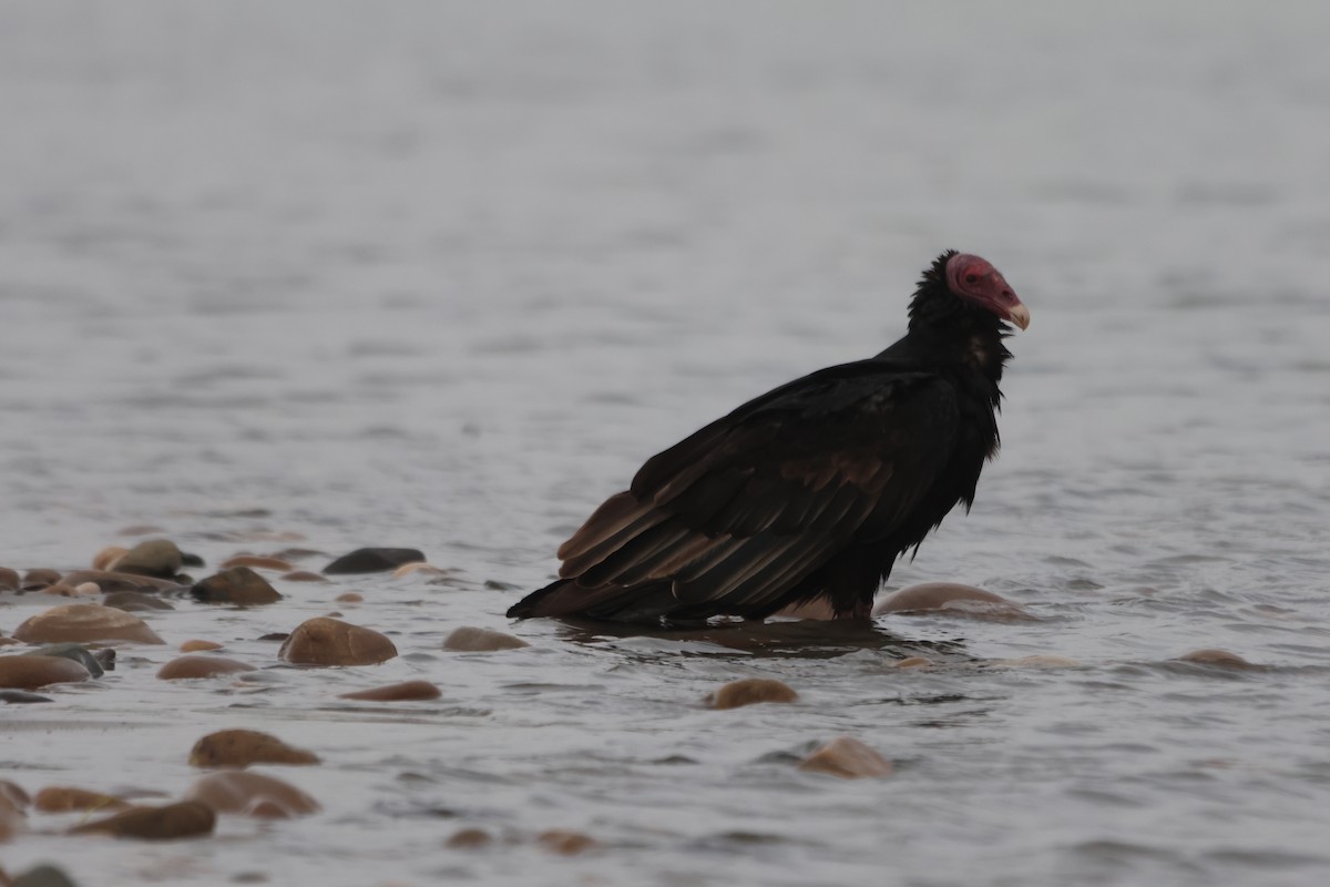 Urubu à tête rouge - ML578559181