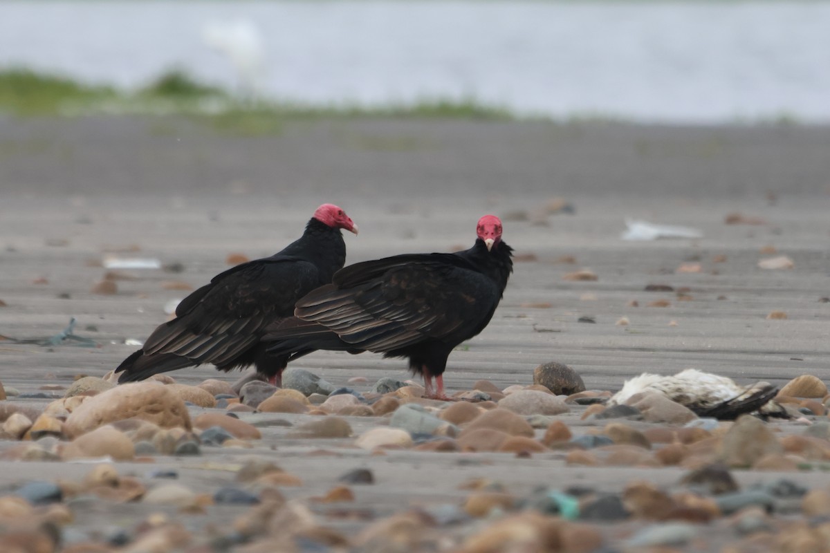 Turkey Vulture - ML578559191