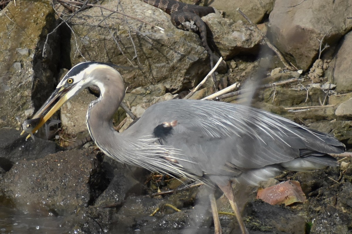 Great Blue Heron - Katy Banning