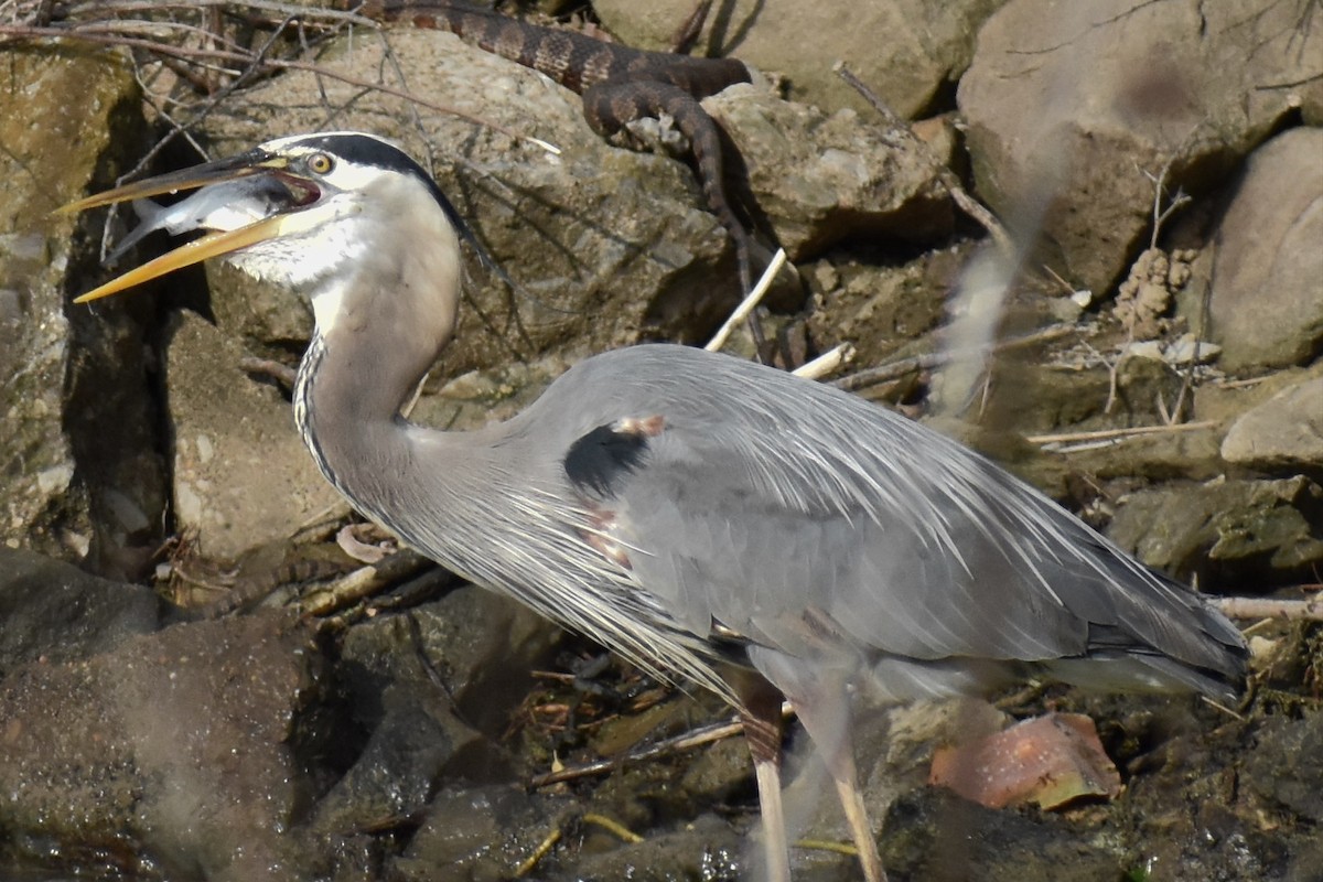 Great Blue Heron - ML578559441