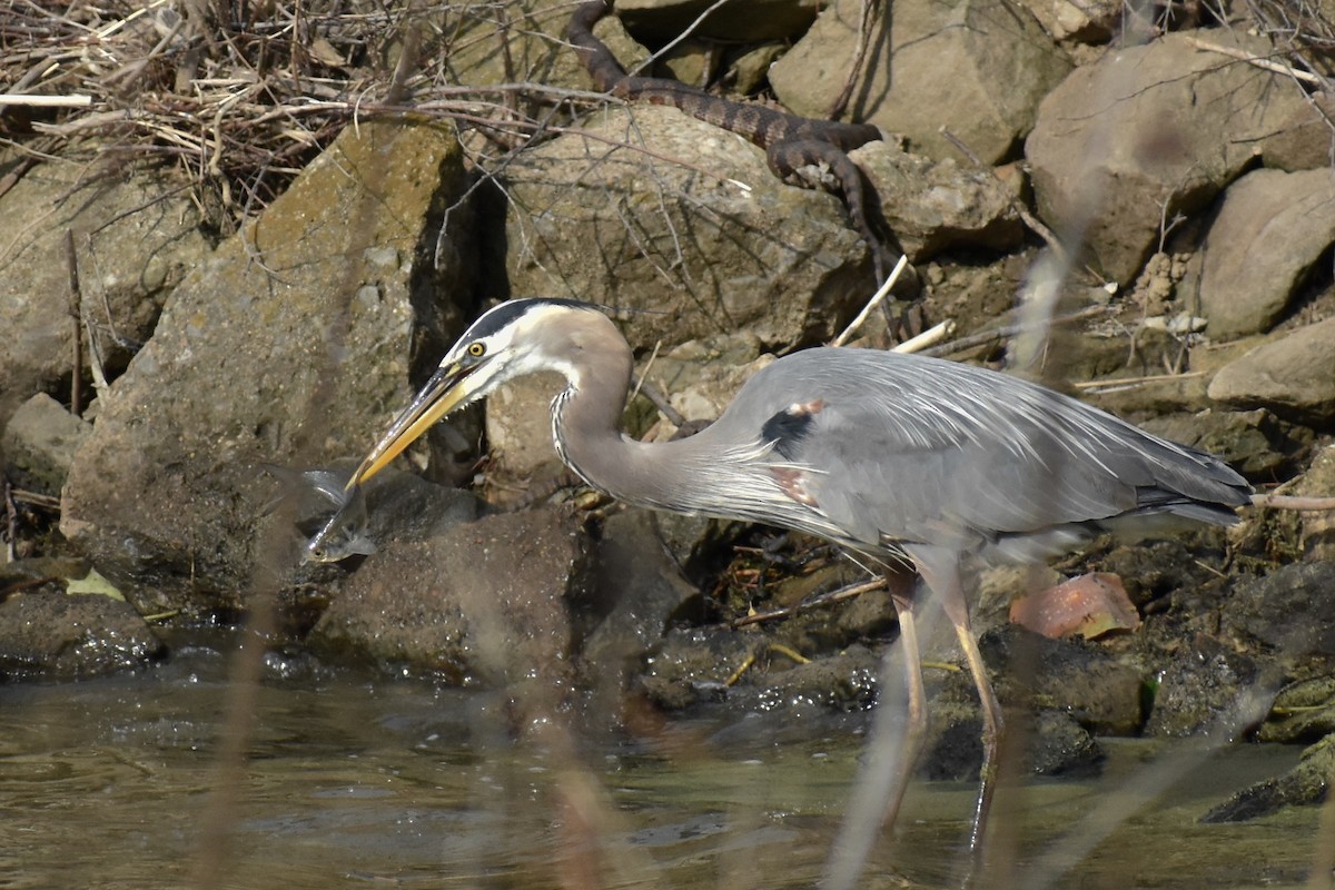 Great Blue Heron - Katy Banning