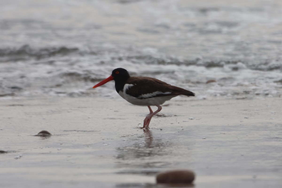 American Oystercatcher - ML578559841