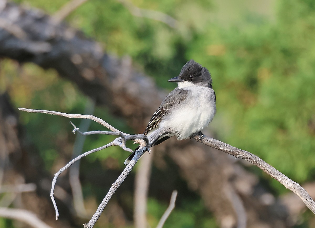 Eastern Kingbird - ML578560201