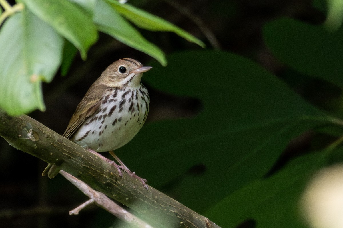 Ovenbird - Tom Blevins