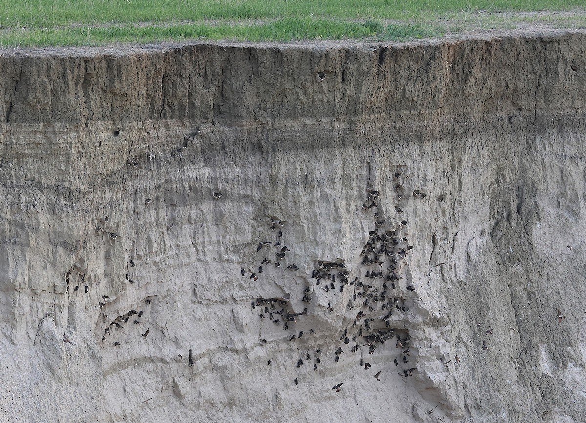 Cliff Swallow - Alan Versaw