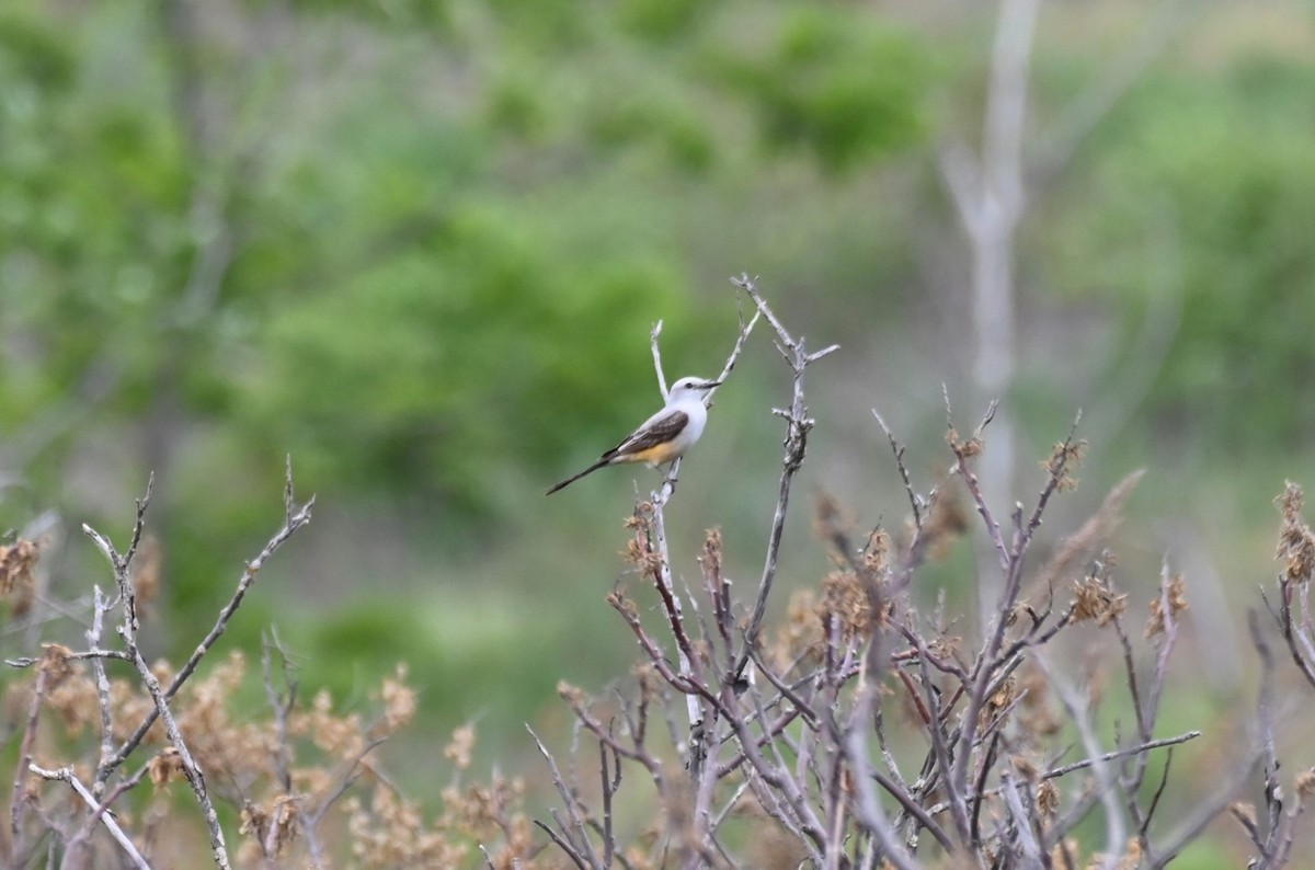 Scissor-tailed Flycatcher - ML578561081