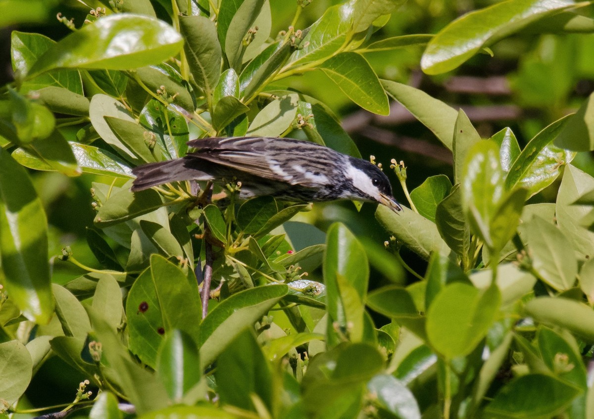 Blackpoll Warbler - Greg Darone