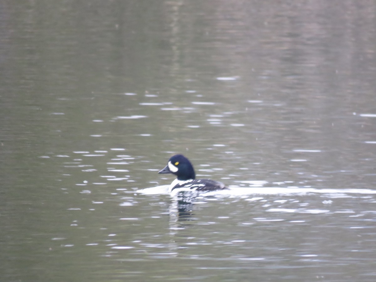 Barrow's Goldeneye - Jean-Francois Piche