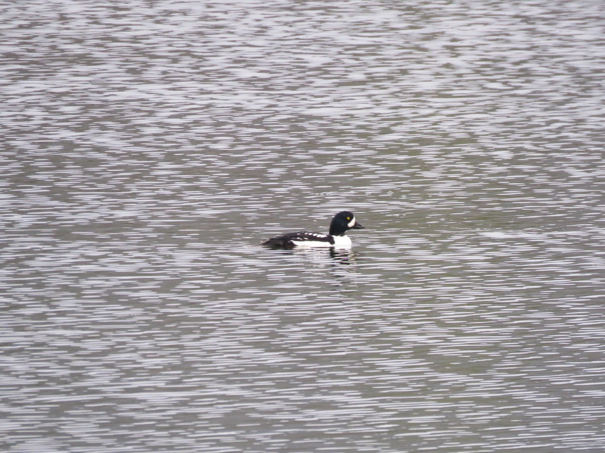 Barrow's Goldeneye - Jean-Francois Piche