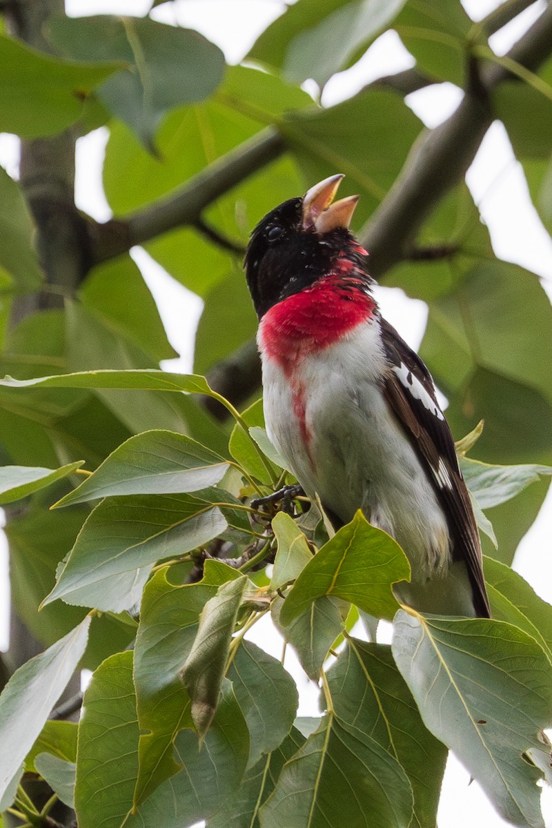 Rose-breasted Grosbeak - ML578565141