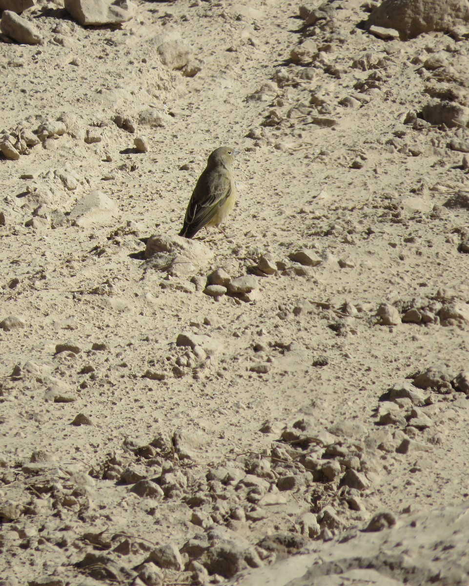 Greenish Yellow-Finch - Diego Rojas