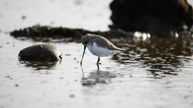 Two-banded Plover - ML578565591