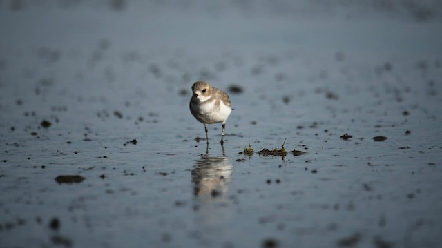 Two-banded Plover - ML578565601
