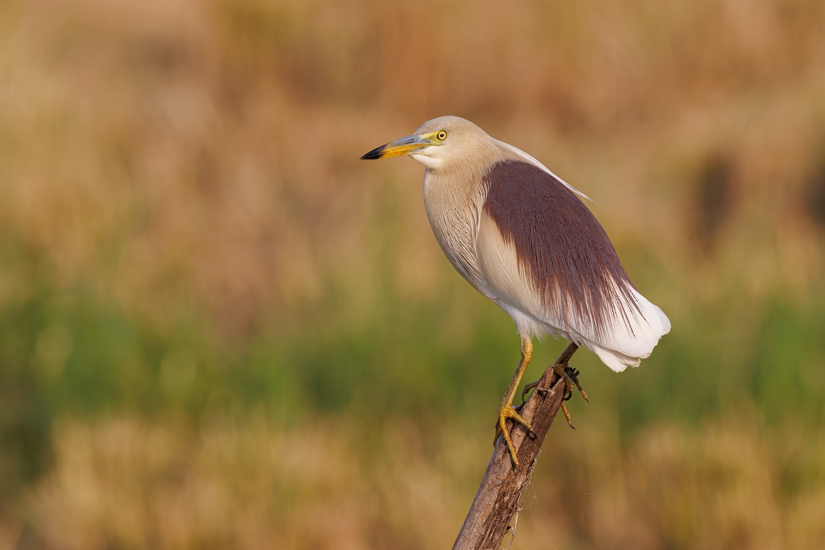 Indian Pond-Heron - ML578566971