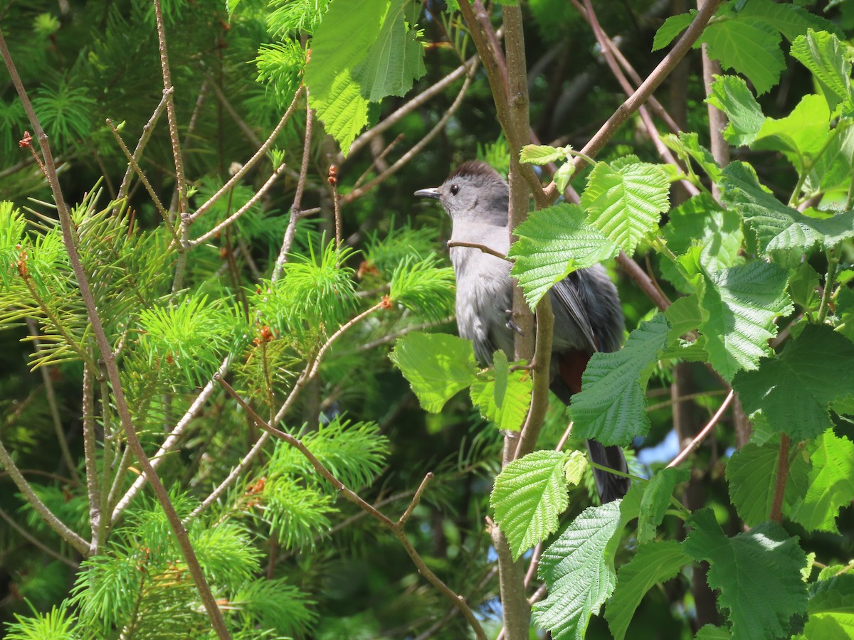 Gray Catbird - ML578567321