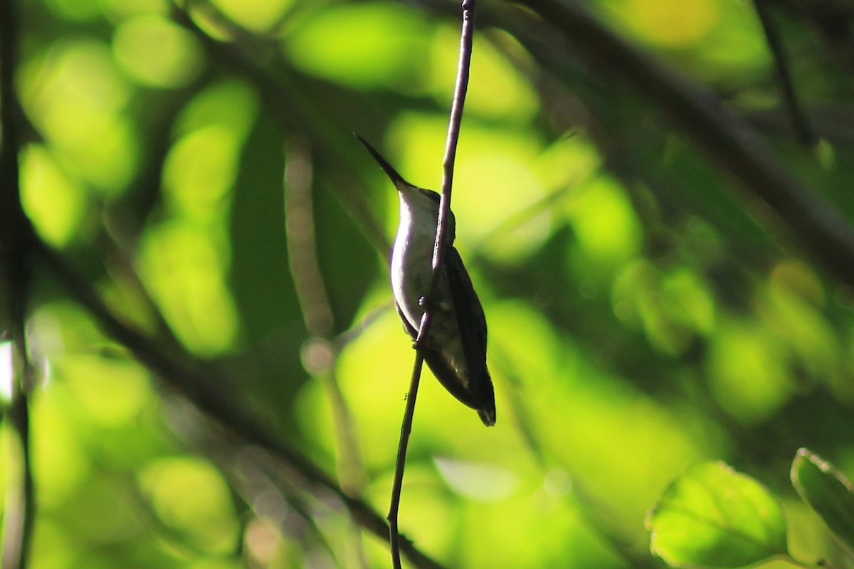 kolibřík nymfový - ML578567981