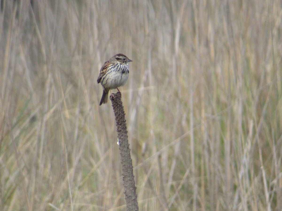 Sierra Madre Sparrow - Héctor Alfonso Carlon Carrizosa