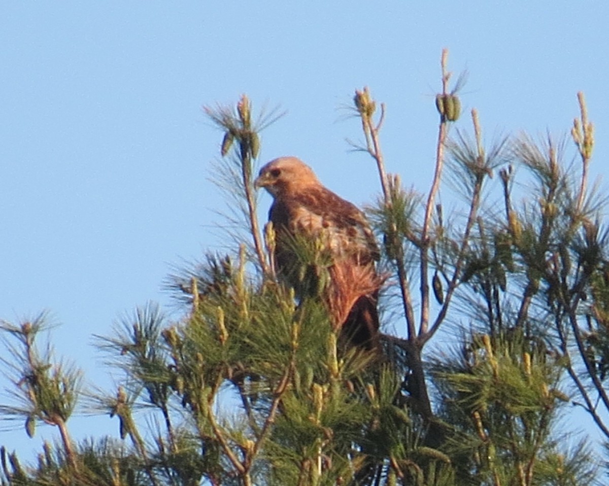 Red-tailed Hawk - ML578571901