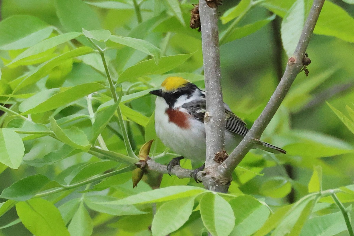 Chestnut-sided Warbler - ML578572121