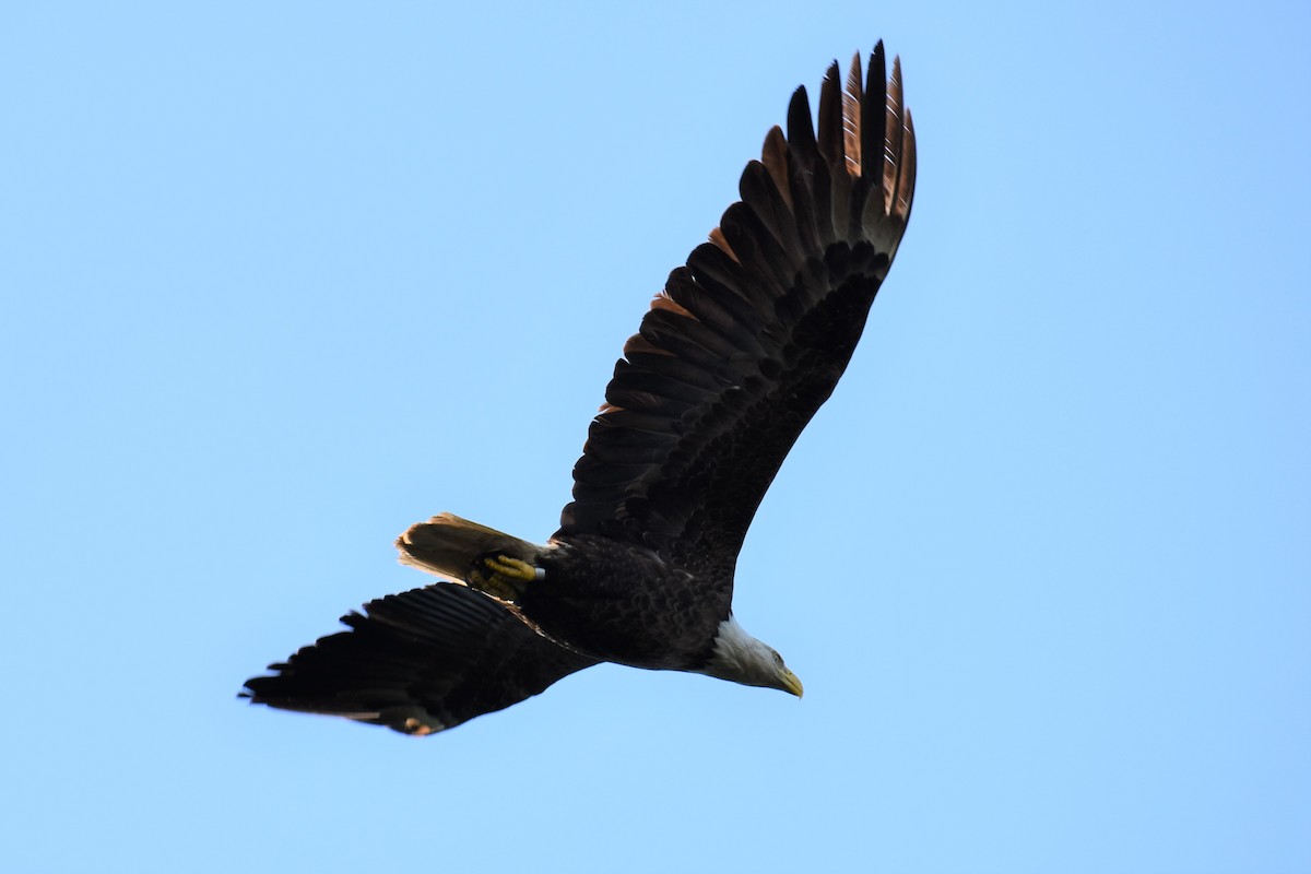 Bald Eagle - ML578572361