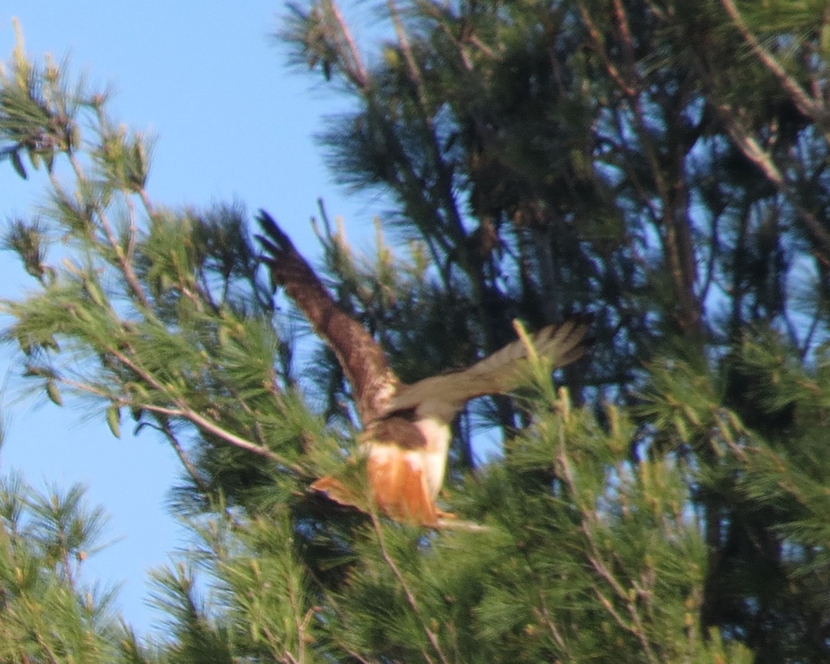 Red-tailed Hawk - ML578572681