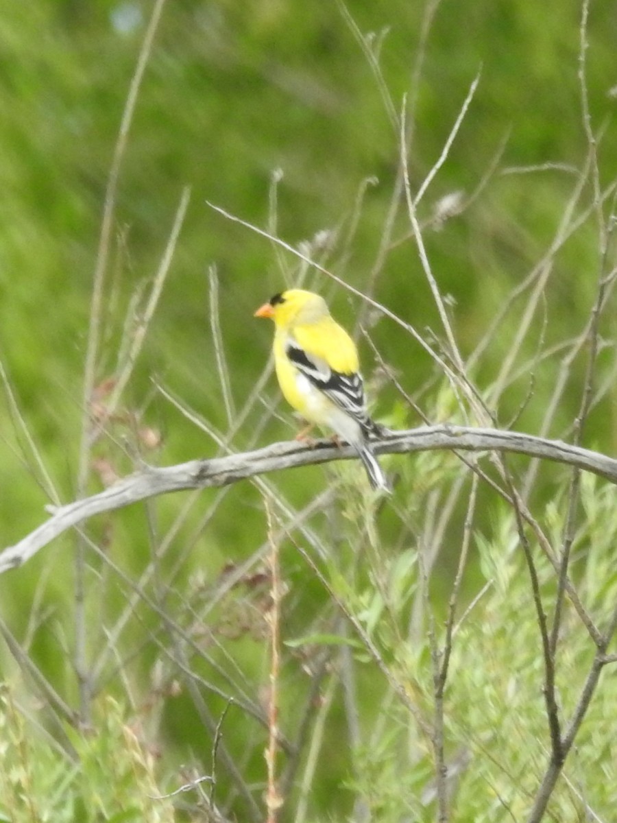 American Goldfinch - ML578573061