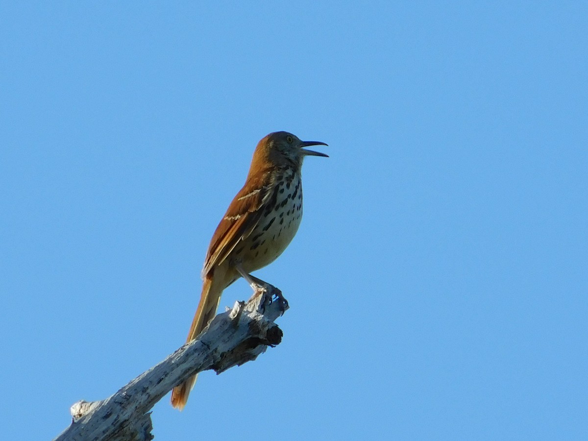 Brown Thrasher - ML578573141