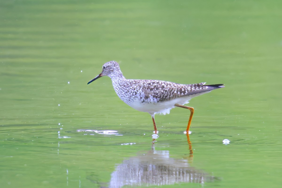 Lesser Yellowlegs - ML578574451