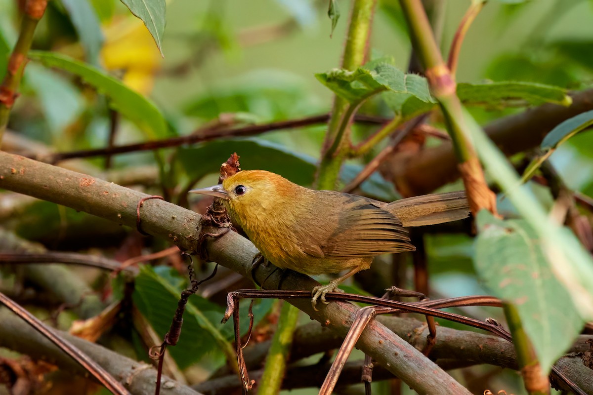 Rufous-capped Babbler - ML578574661