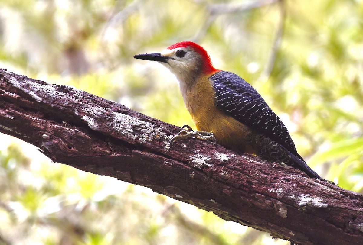 Jamaican Woodpecker - ML578574851