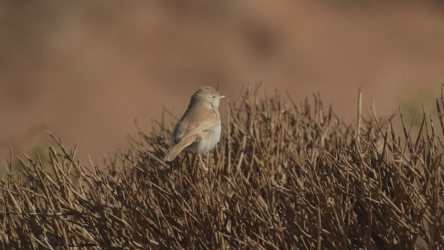 African Desert Warbler - ML578575181