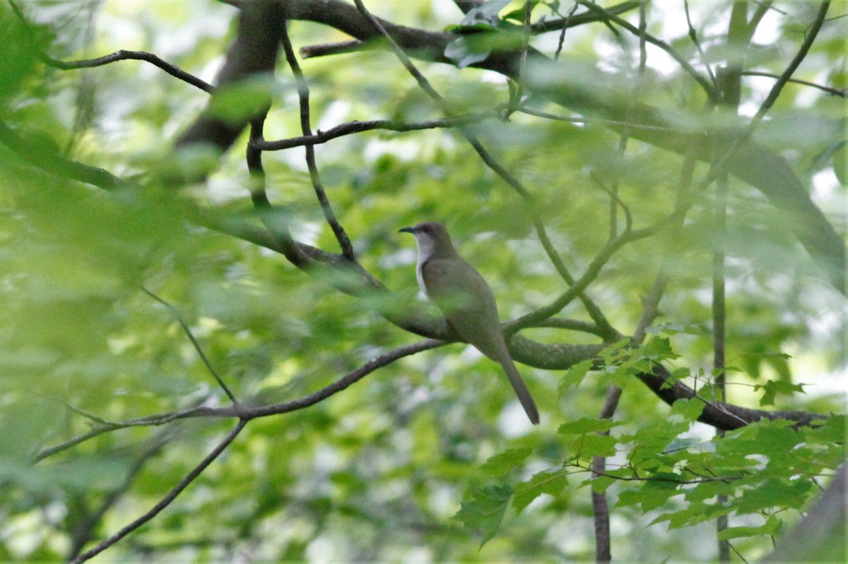 Black-billed Cuckoo - Jonathan DeBalko