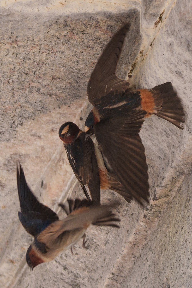 Cliff Swallow - ML578576491