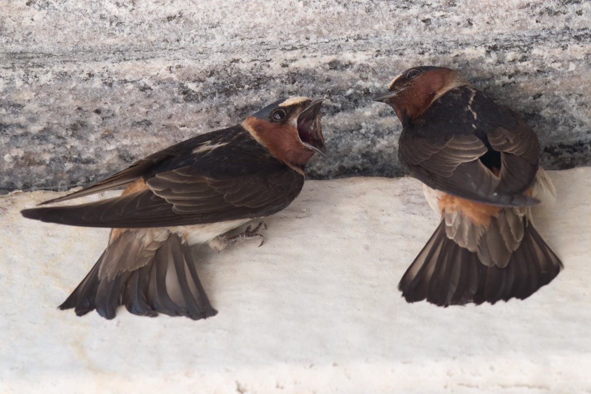 Cliff Swallow - Carl Bespolka