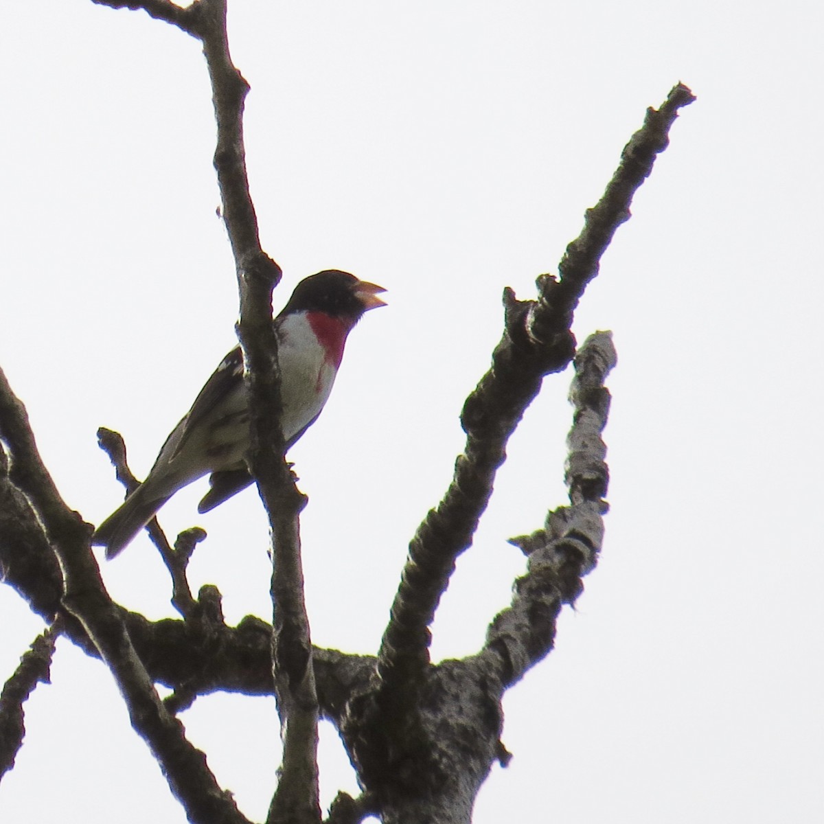 Rose-breasted Grosbeak - ML578576931