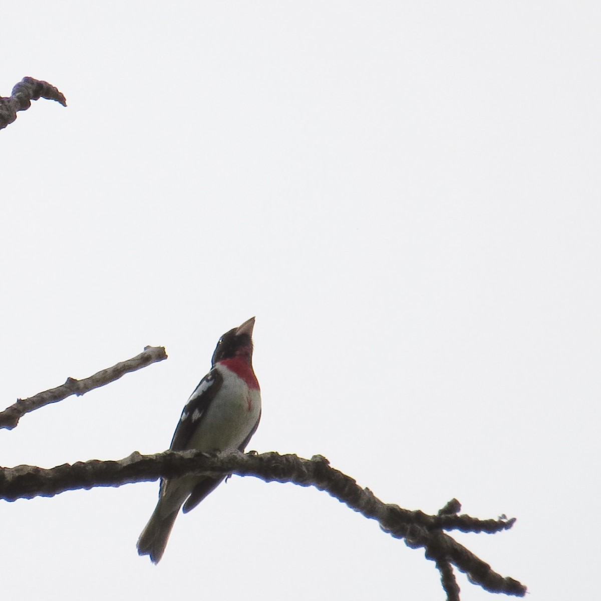 Rose-breasted Grosbeak - ML578576941