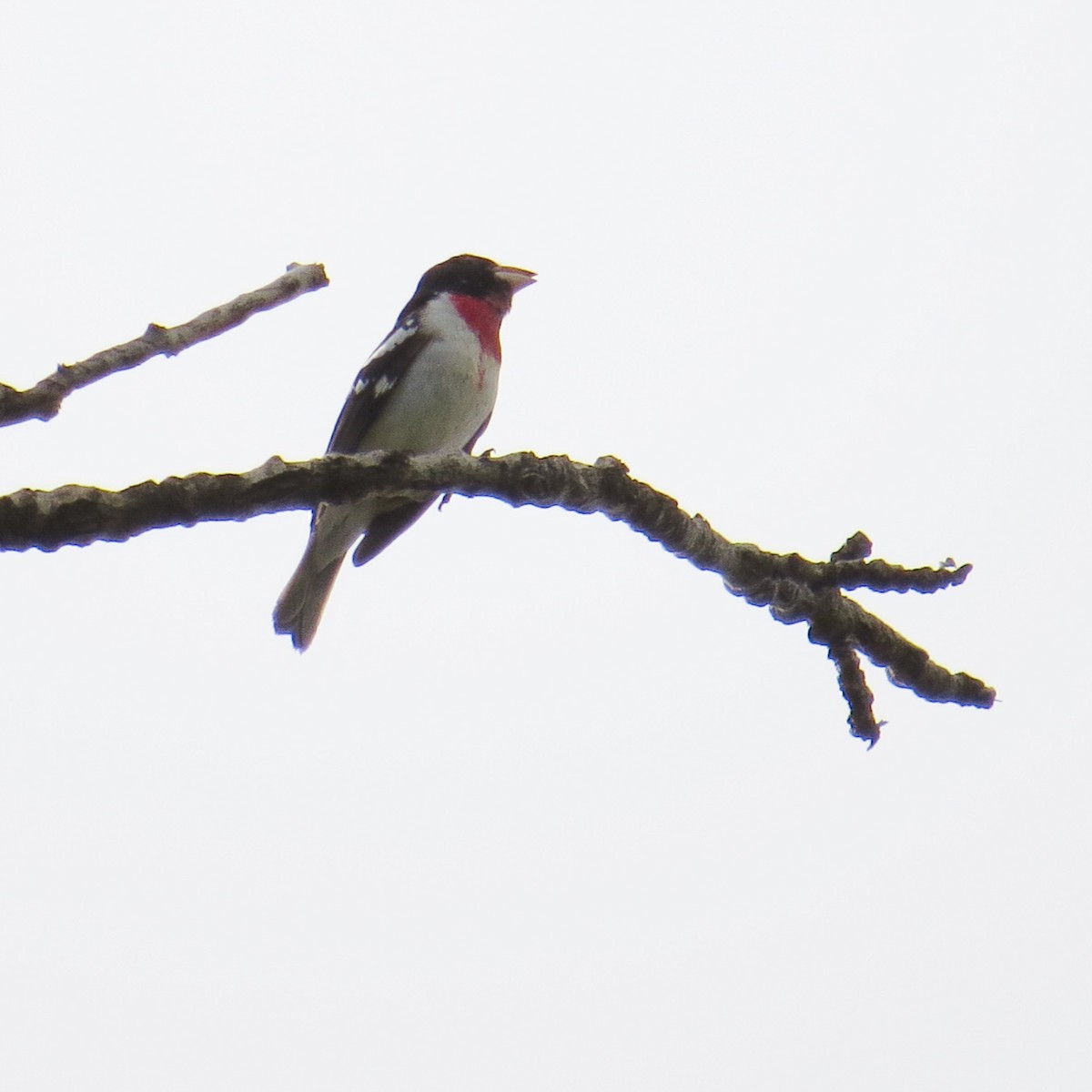 Rose-breasted Grosbeak - ML578576951