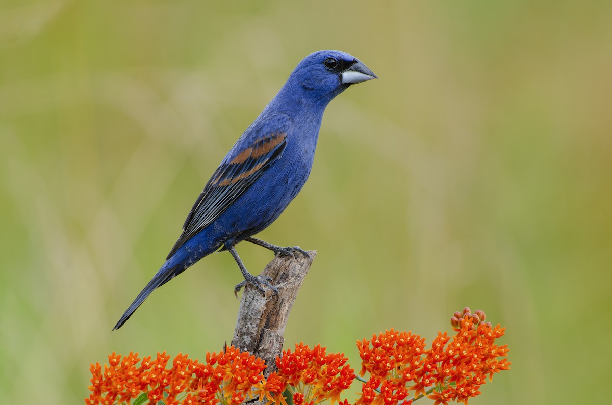 Blue Grosbeak - ML578577741