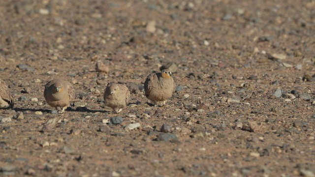 Crowned Sandgrouse - ML578577931