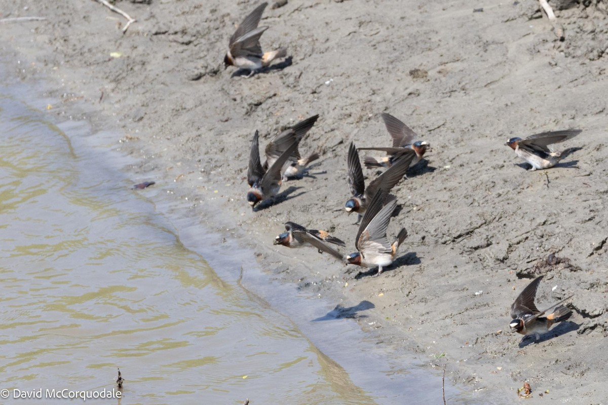 Cliff Swallow - ML578578141