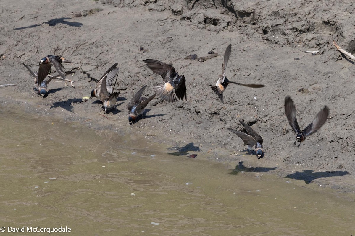 Cliff Swallow - ML578578221