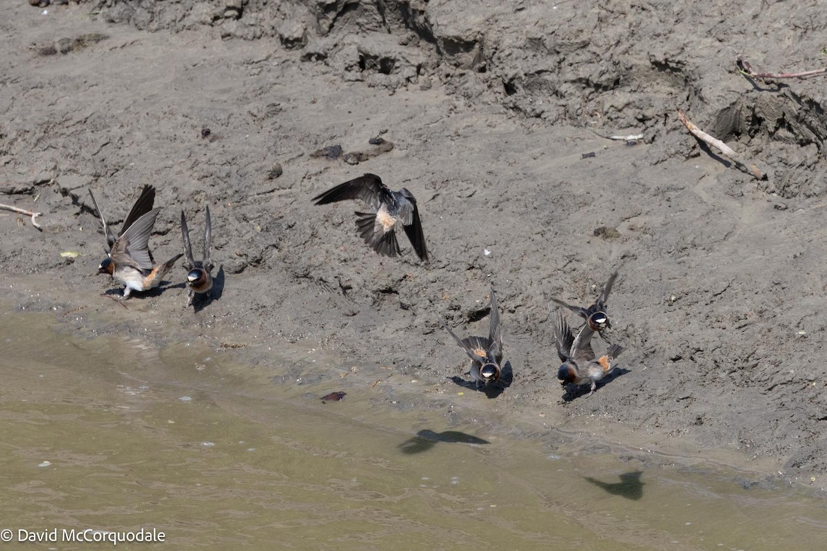 Cliff Swallow - ML578578231