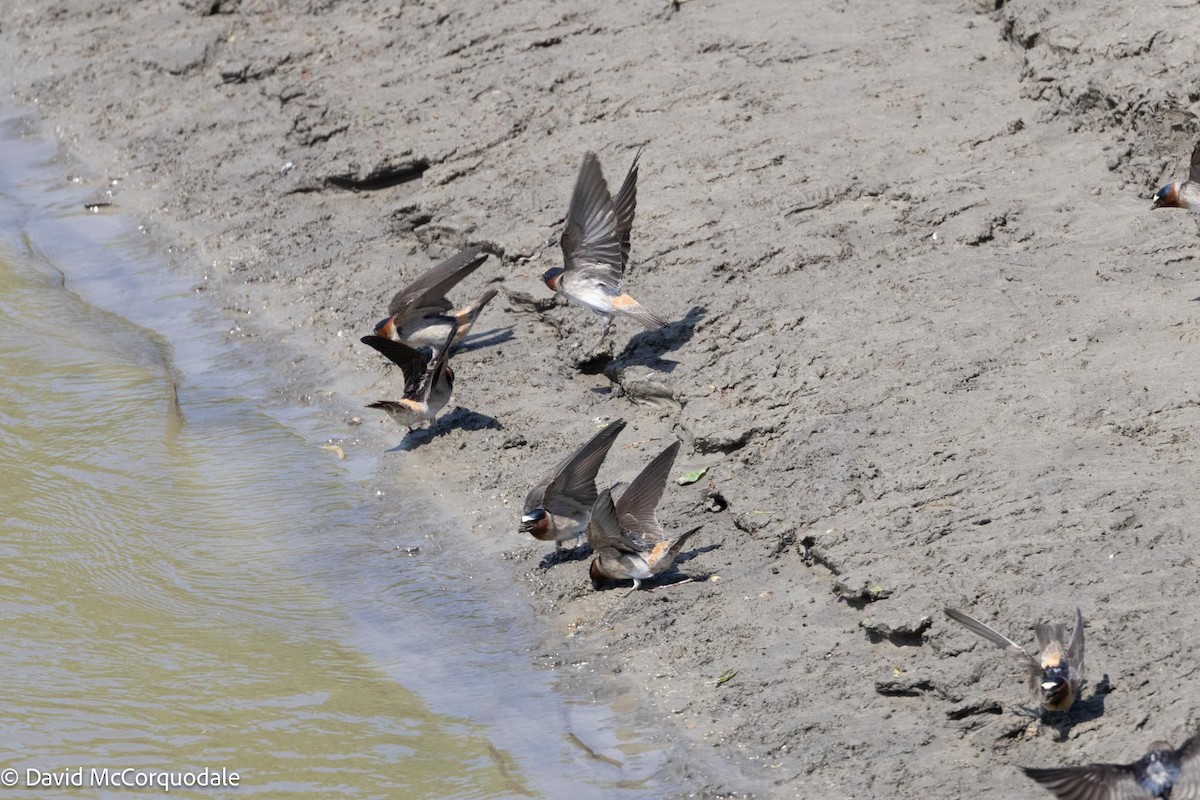 Cliff Swallow - ML578578241