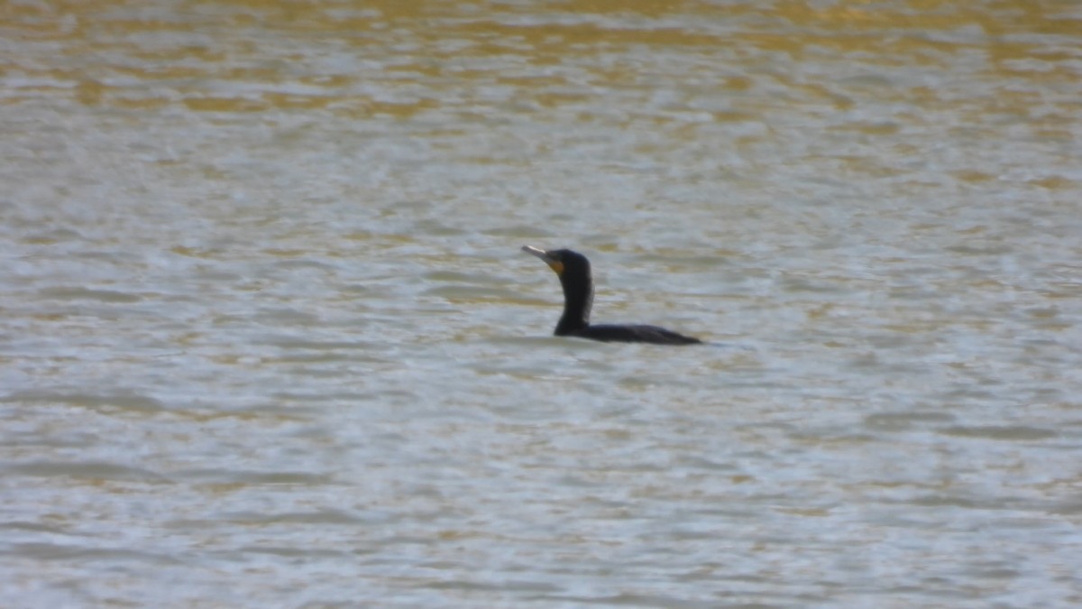 Double-crested Cormorant - Denis Provencher COHL