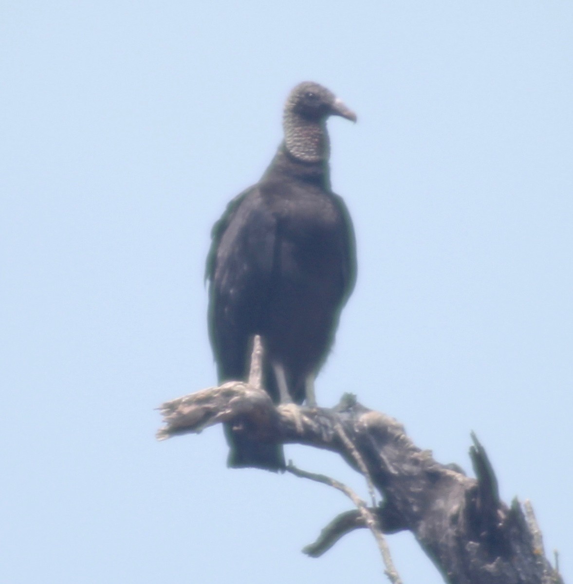Black Vulture - ML578578501