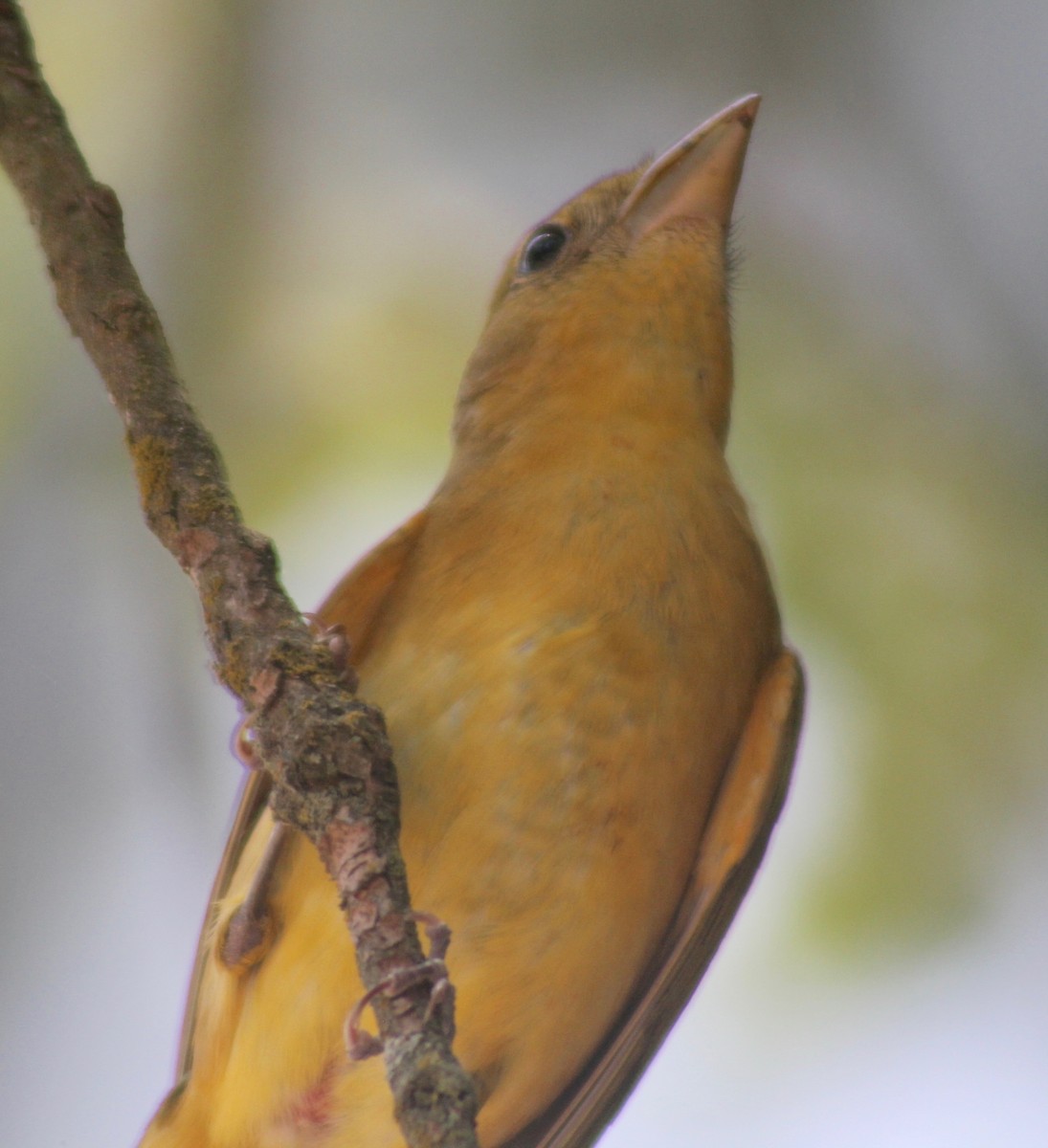 Summer Tanager - ML578578741