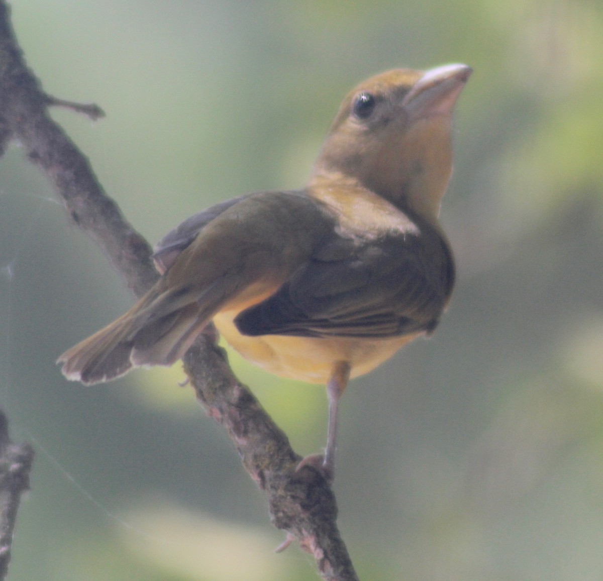 Summer Tanager - ML578578751