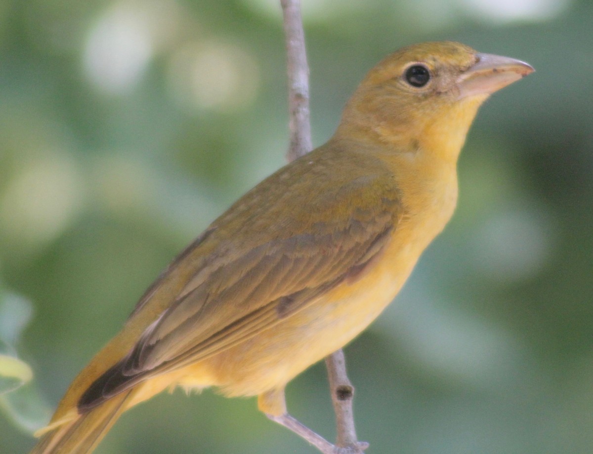 Summer Tanager - ML578578761