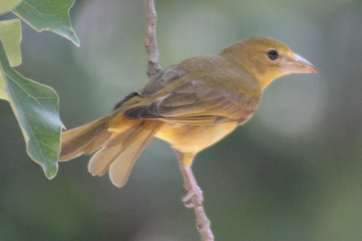 Summer Tanager - ML578578771