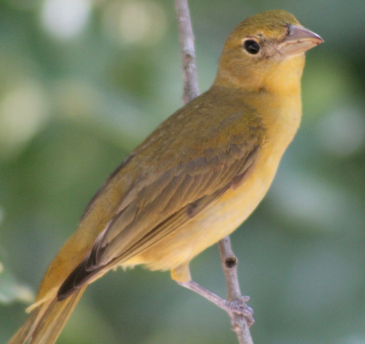 Summer Tanager - ML578578781